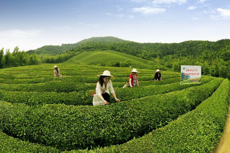 皖垦茶工采新叶
